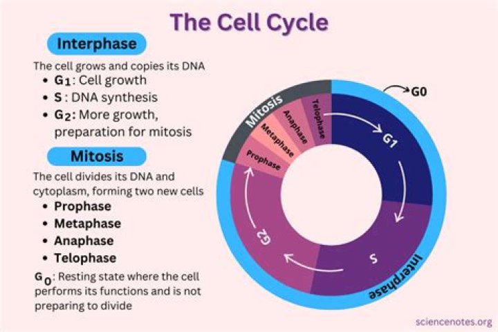 What happens during the catalytic cycle
