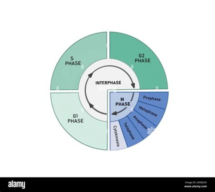 What happens during the g2 stage of interphase