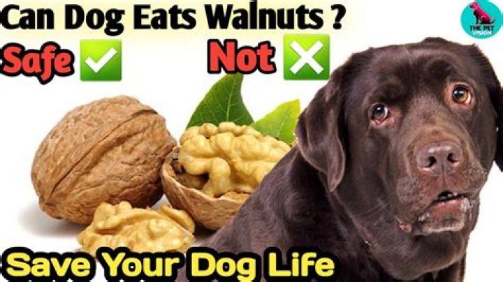 What happens if a dog eats a walnut
