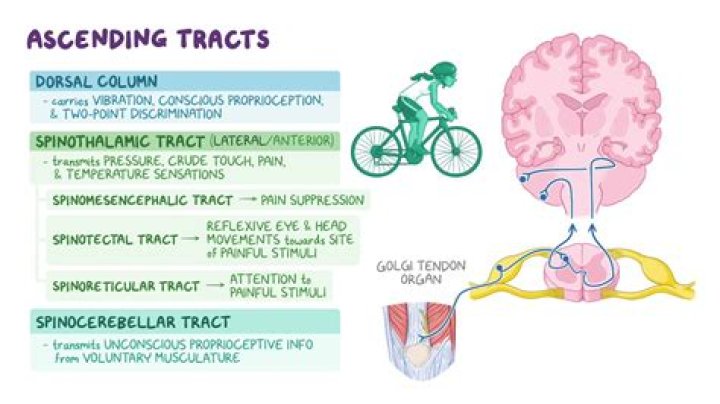 What happens if the Spinothalamic tract is damaged