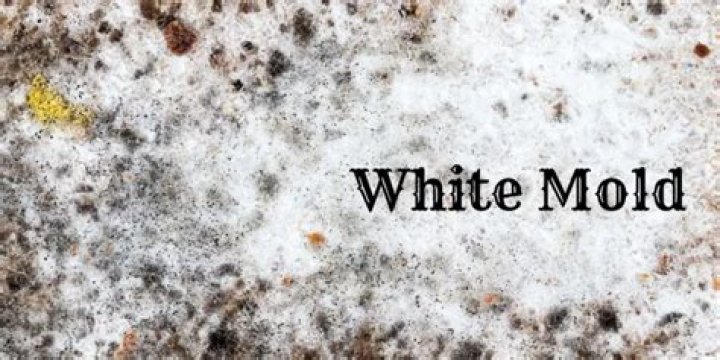 What happens if you eat white fuzzy mold