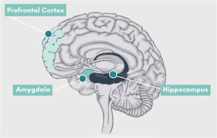 What happens if you have a small hippocampus