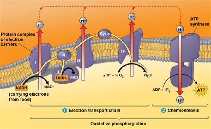 What happens to the energy that waves transport