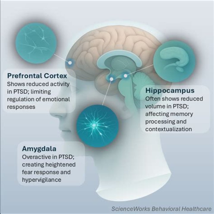 What happens to the hippocampus during PTSD