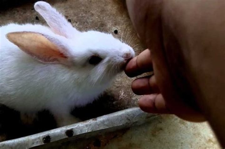 What happens when a rabbit bites you
