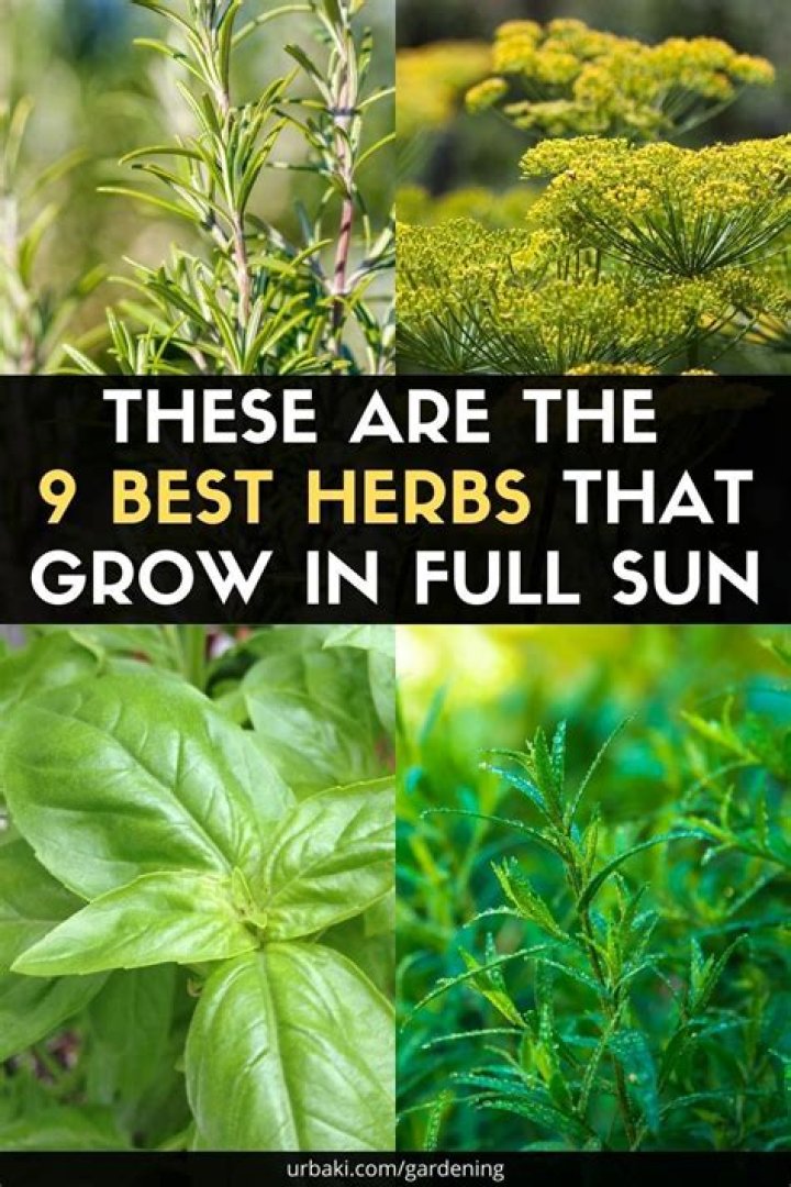 What herbs are easiest to grow