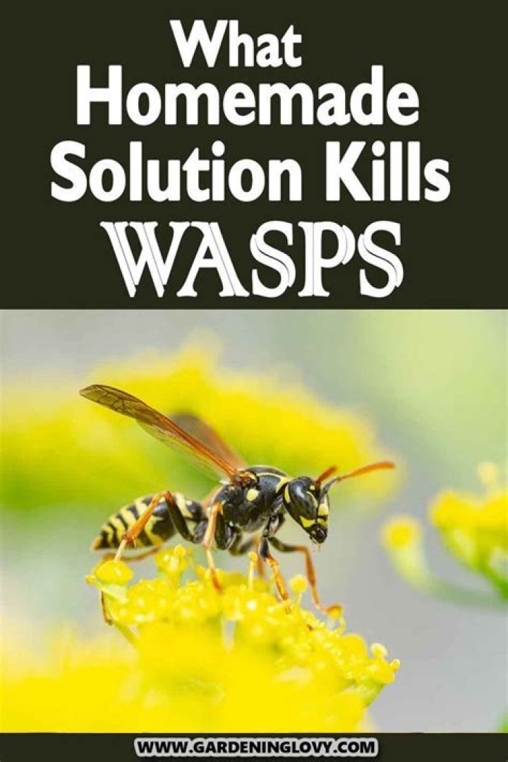 What home remedy will kill wasps