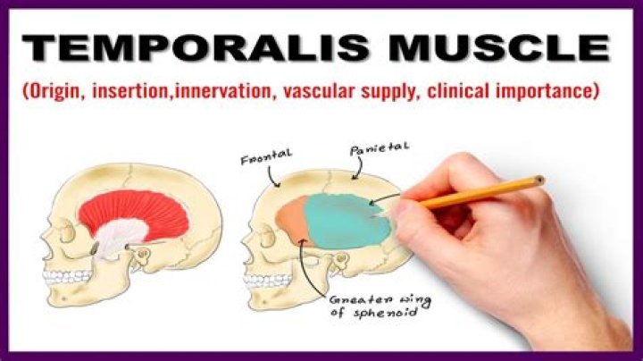 What Innervates the temporalis muscle