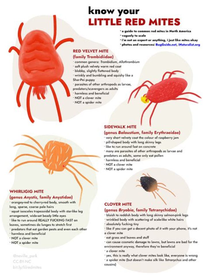 What insect eats red mites
