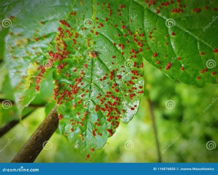 What insect lays red eggs on leaves