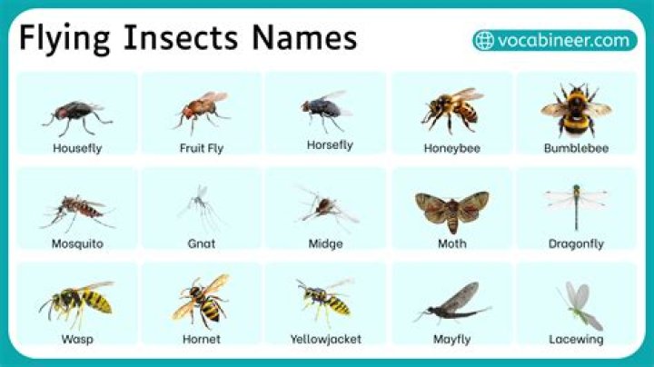 What insects fly overnight