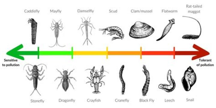 What is a benthic species
