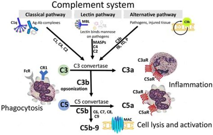 What is a complement inhibitor