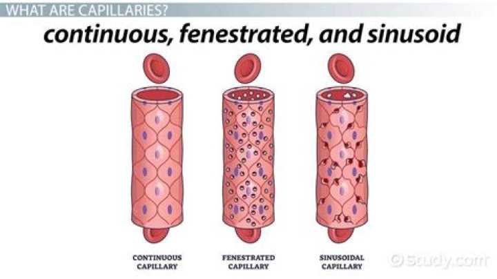 What is a continuous capillary
