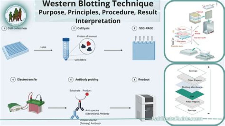 What is a dot blot used for