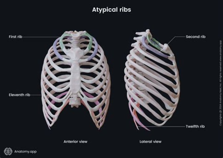 What is a floating rib cage