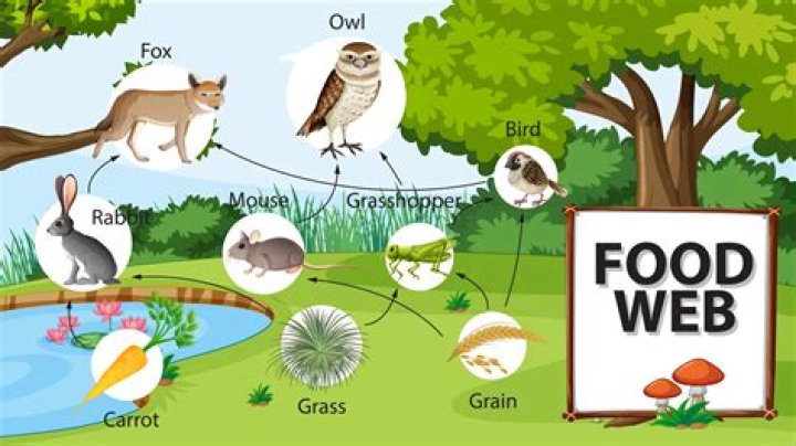 What is a food web in science for kids