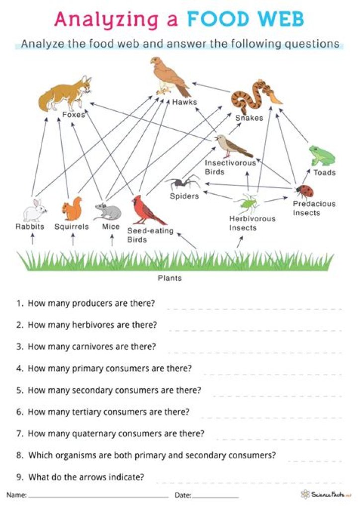 What is a food web ks2