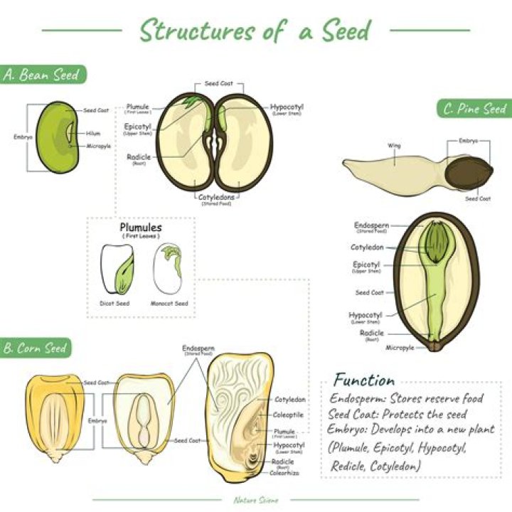 What is a fruit seed and embryo Class 12