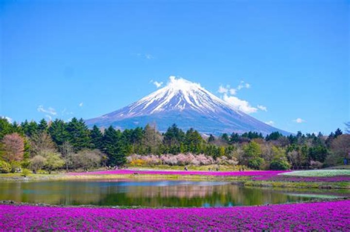 What is a Fuji Mum