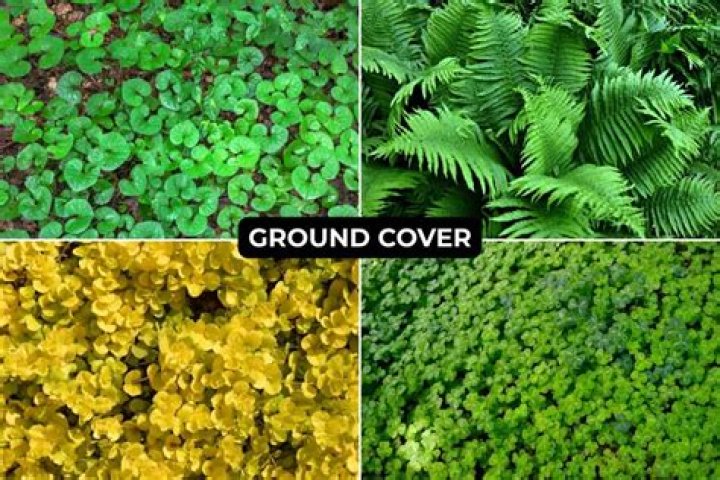 What is a good ground cover under trees