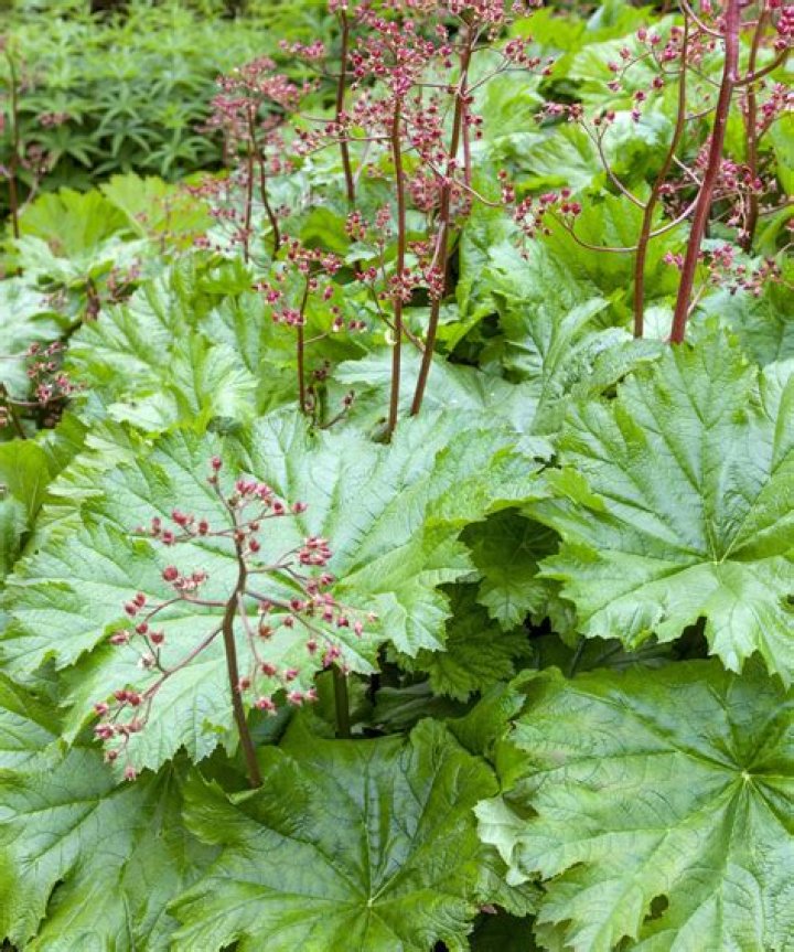 What is a good tree to plant in wet areas