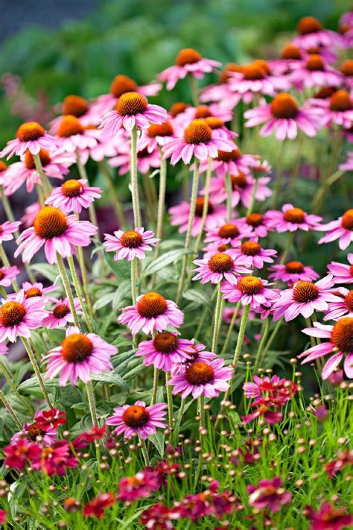 What is a hardy perennial plant