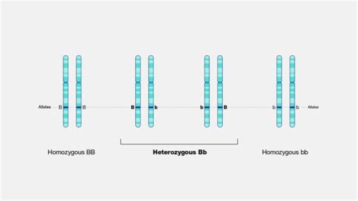 What is a heterozygous mutation