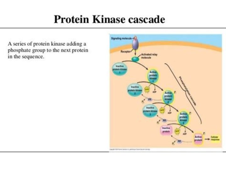 What is a kinase cascade