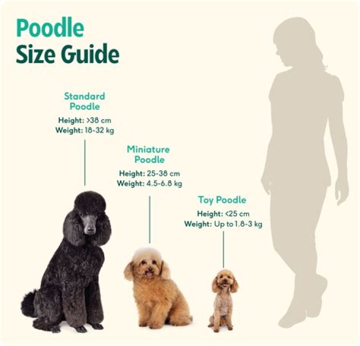 What is a large poodle called