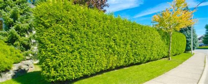 What is a leylandii hedge