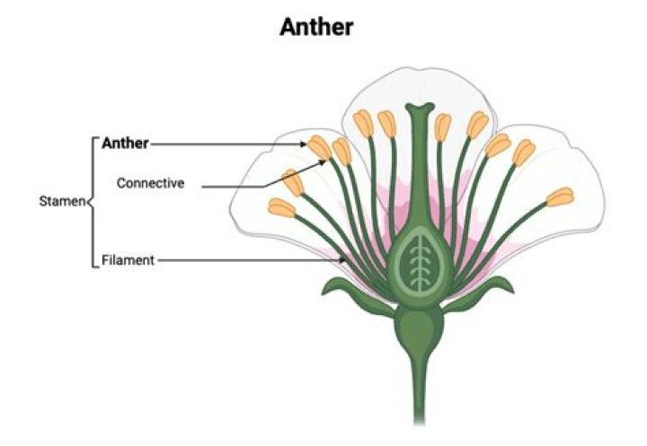 What is a lily anther