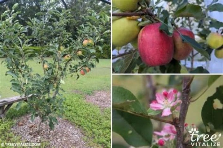 What is a low chill apple tree