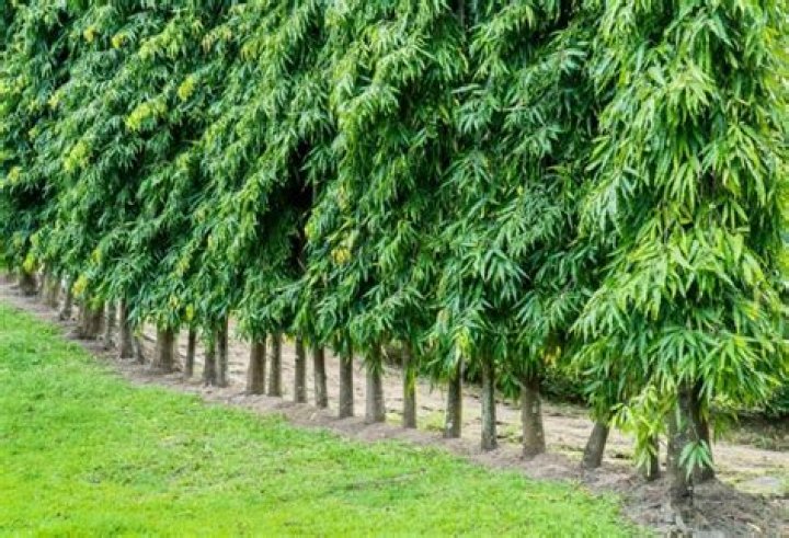 What is a mast tree