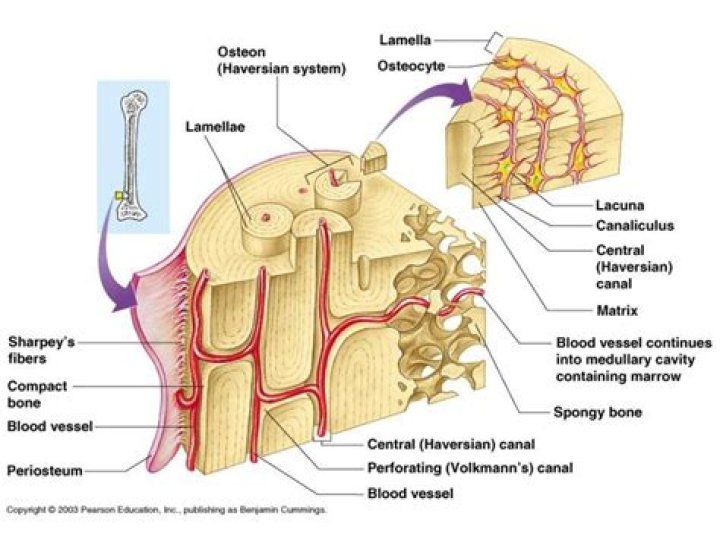 What is a mature bone cell