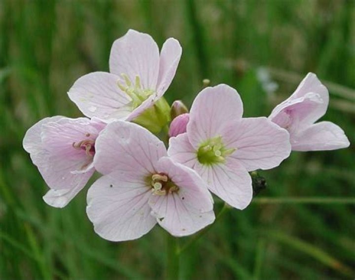 What is a Mayflower flower
