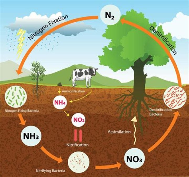 What is a normal nitrogen balance