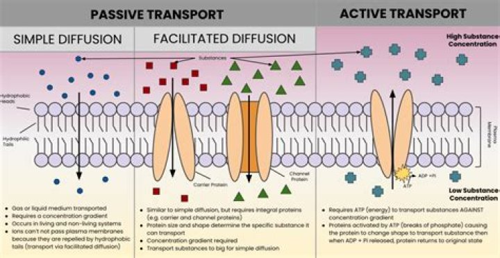 What is a passive process in diffusion