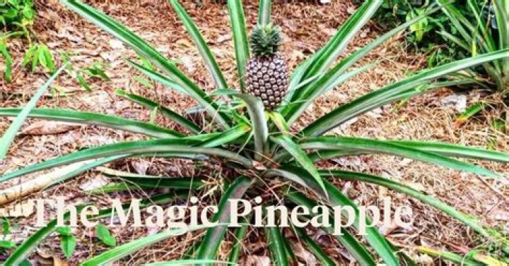 What is a pineapple pear tree