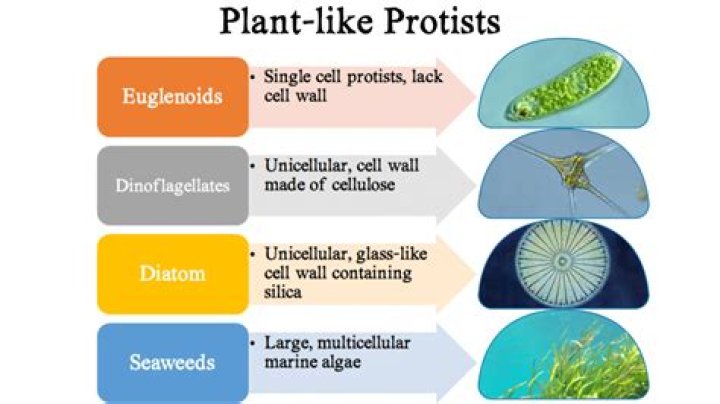 What is a plant like protist