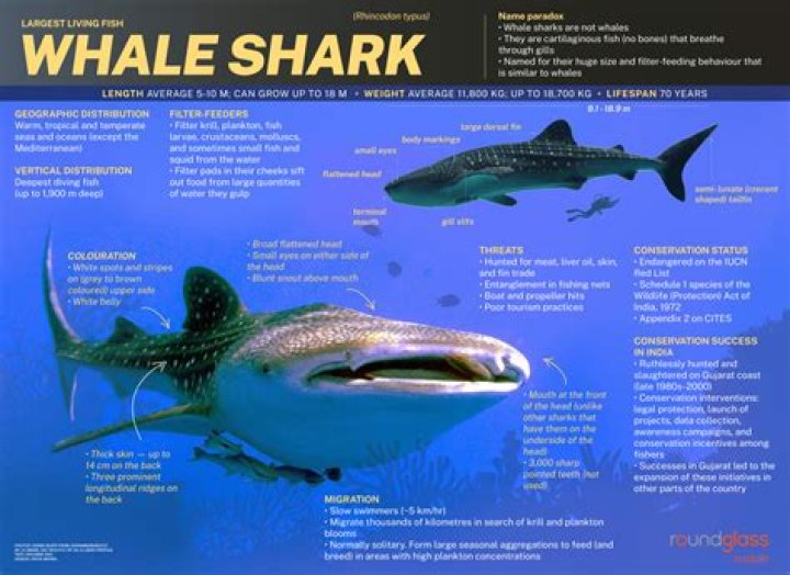 What is a preserved shark