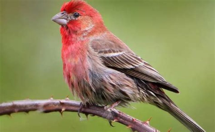 What is a red headed finch called