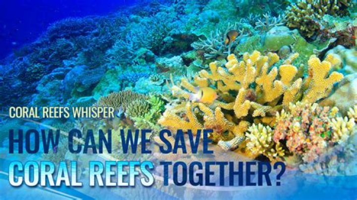 What is a reef in geography