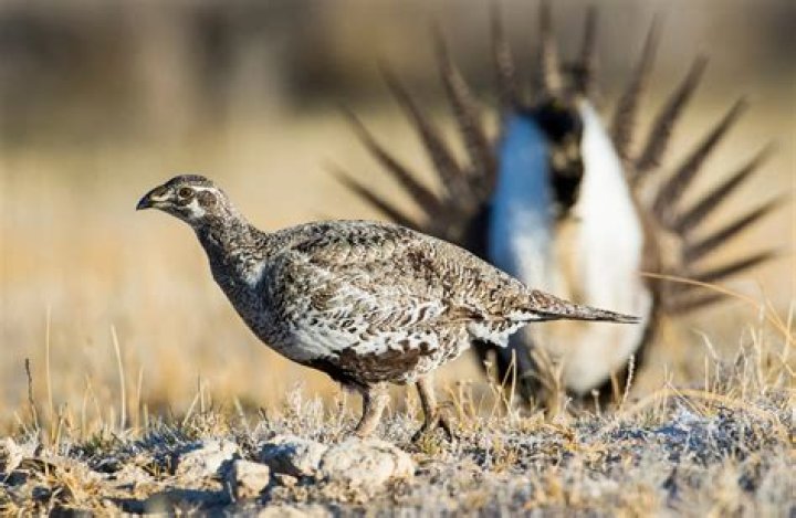 What is a sage grouse lek