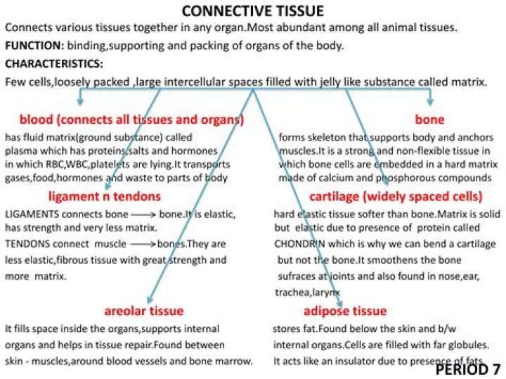 What is a sheet like connective tissue that connects muscle to another muscle or to a bone