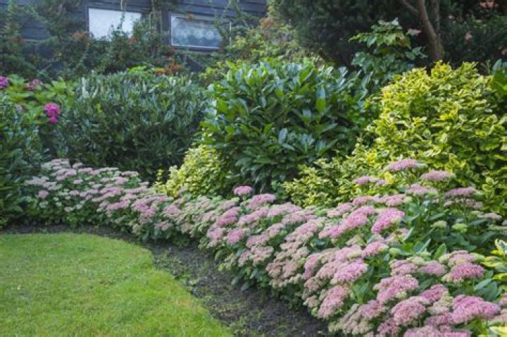 What is a shrub border
