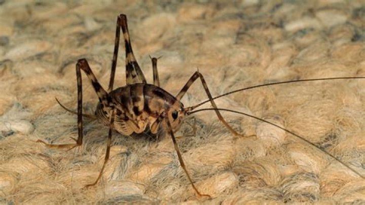 What is a spicket insect