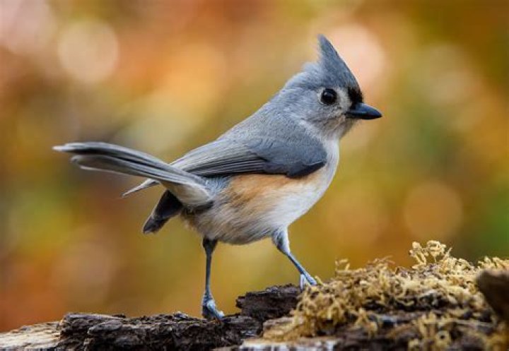 What is a titmouse bird look like