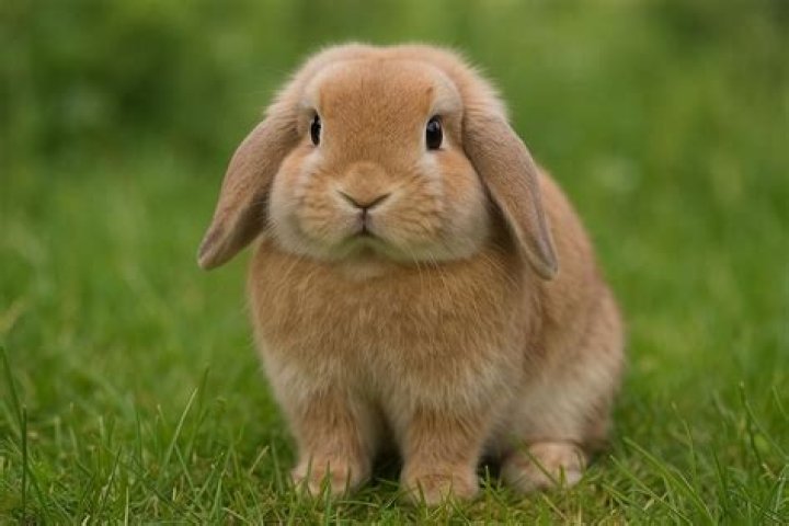 What is a tort rabbit