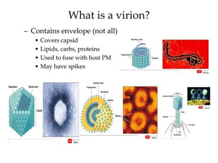 What is a virion